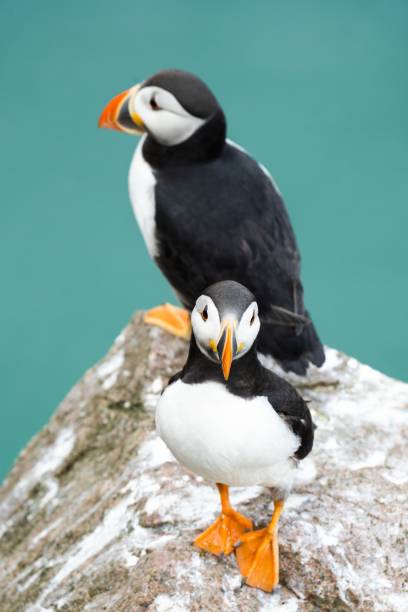 istock Vertical shot of puffins on a rock on green background 1464060177