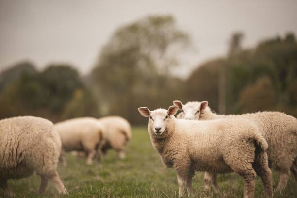 istock Group of Welsh Mountain sheep  grazing in a field 1464061494