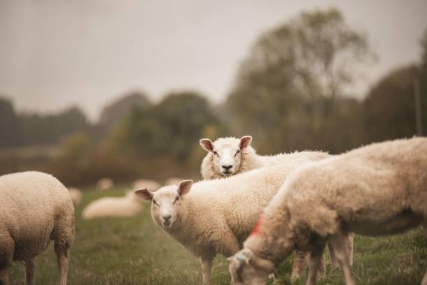 istock Group of Welsh Mountain sheep  grazing in a field 1464061501