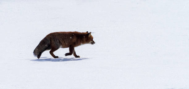 istock Fox on the Abruzzo Apennines during the winter 1464061515