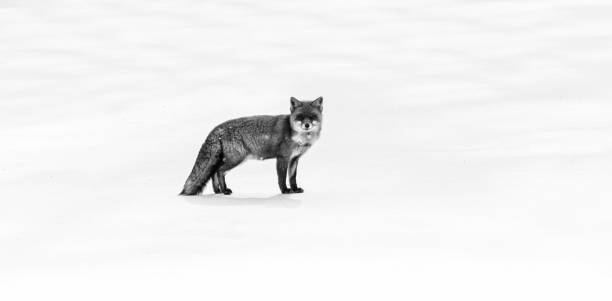 istock Fox on the Abruzzo Apennines during the winter 1464061523