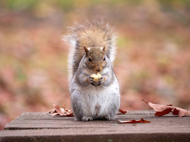 istock Closeup shot of an Eastern gray squirrel on the blurry background 1464061557