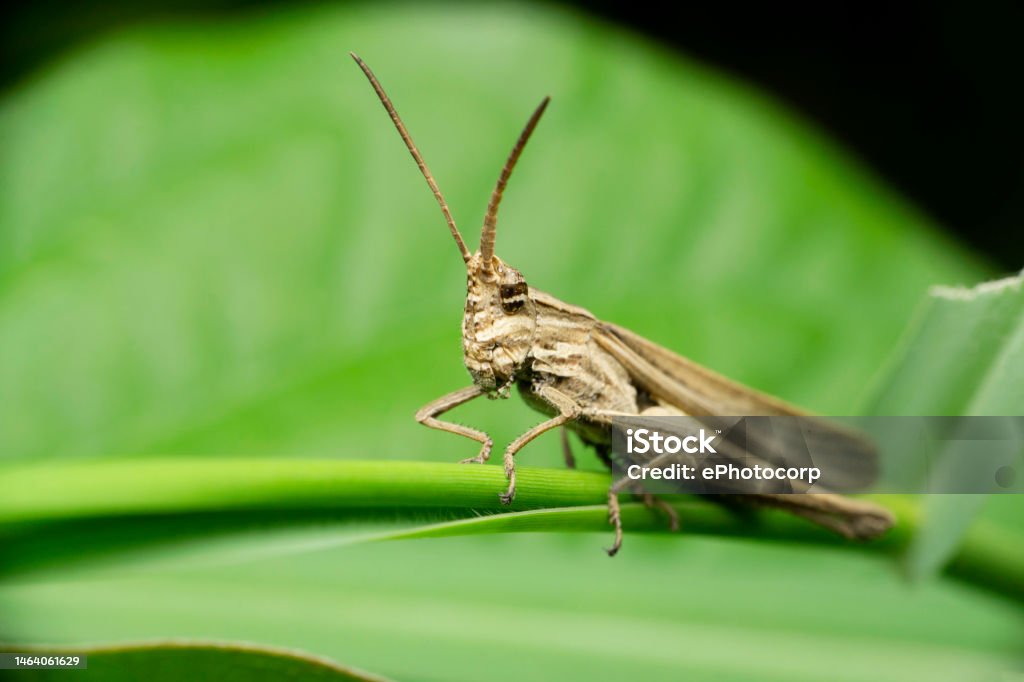 Migratory locust, Locusta migratoria, Satara, Maharashtra, India Locust Stock Photo