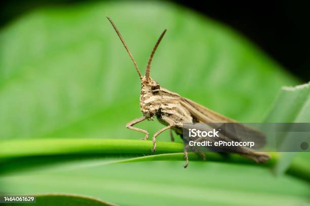 Migratory Locust Locusta Migratoria Satara Maharashtra India Stock Photo - Download Image Now