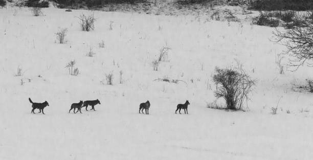 istock wolf on the Abruzzo Apennines during the winter 1464062850