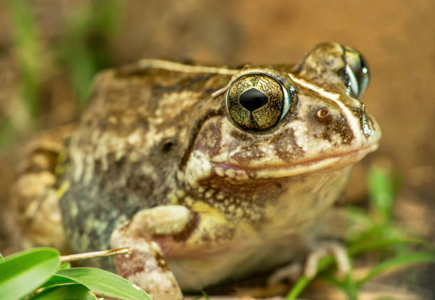 istock The Indian burrowing frog, Sphaerotheca breviceps., Satara, Maharashtra, India 1464063026