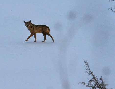 wolf on the Abruzzo Apennines during the winter