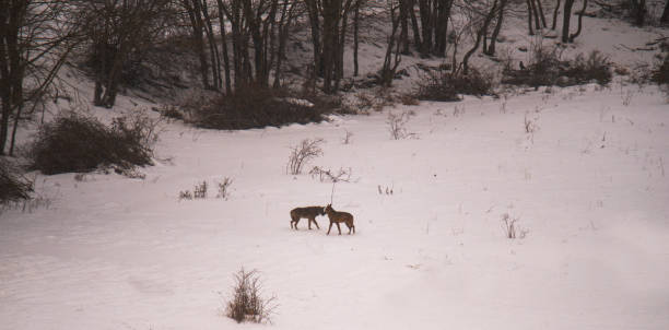 wolf on the Abruzzo Apennines during the winter