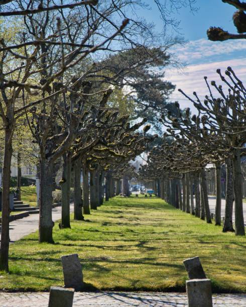 istock Vertical shot of the leafless trees in a park on a sunny day 1464063464