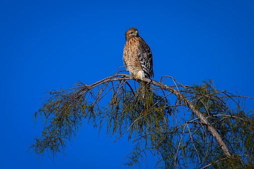 A hawk perched on a tree against a blue sky