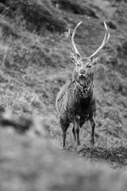 istock Vertical portrait of a deer in grayscale,Wicklow mountains 1464064373