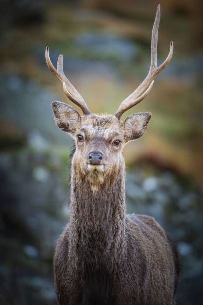 istock Vertical portrait of a deer in a forest 1464064378