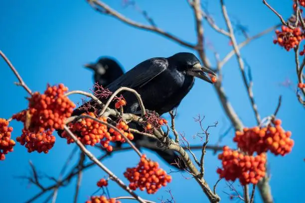 A close-up shot of a rook sitting on a branch holding a Sorbus berry in a beak