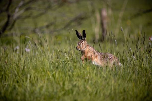 istock Closeup shot of a rabbit running in the grass 1464064607