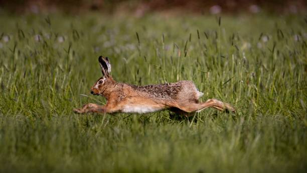 istock Closeup shot of a rabbit running in the grass 1464064612