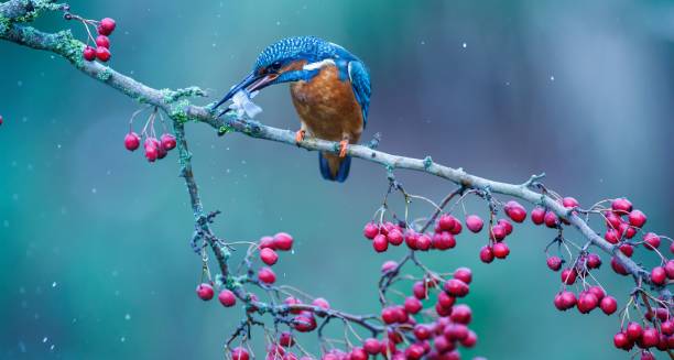 selektive fokusaufnahme eines eisvogels mit einem fisch im schnabel, der auf einem ast mit beeren sitzt - animals hunting kingfisher animal bird stock-fotos und bilder