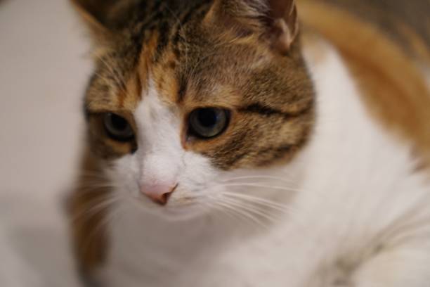 istock Closeup of a white and ginger cat 1464064851