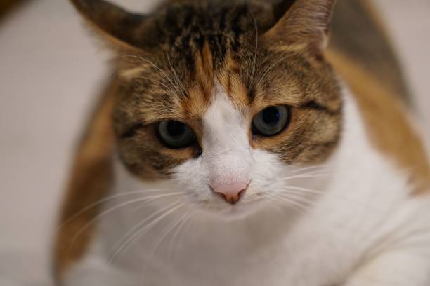 istock Closeup of a white and ginger cat 1464064853