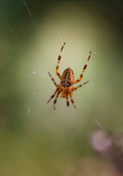 istock European garden spider (araneus diadematus) in web 1464066619