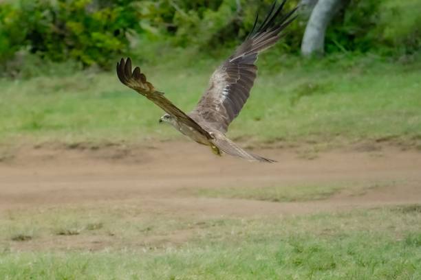 istock Closeup of black kite (Milvus migrans) flying over a field 1464071215
