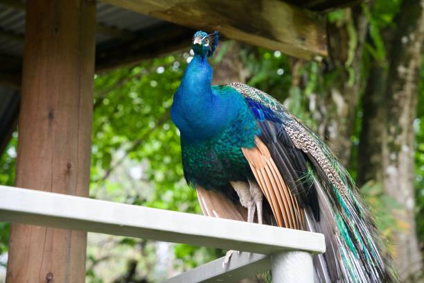 istock Closeup of a Peacock (Pavo Linnaeus) on a metallic structure against blurred background 1464071221