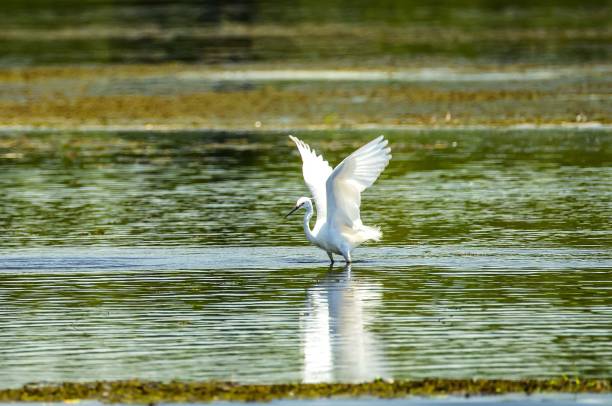 istock Closeup of a great egret (Ardea alba) in a lake 1464071242