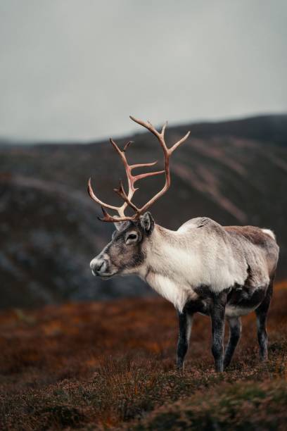 istock Vertical shot of a mountain reindeer (Rangifer tarandus tarandus) looking aside 1464071452