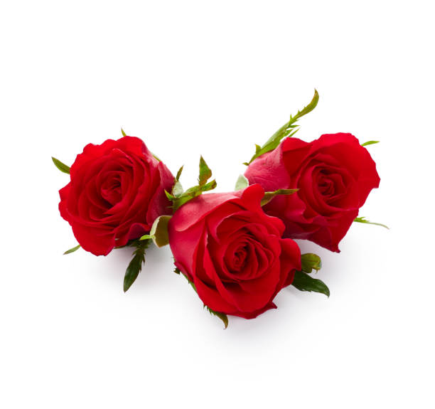 Red roses isolated on white stock photo
