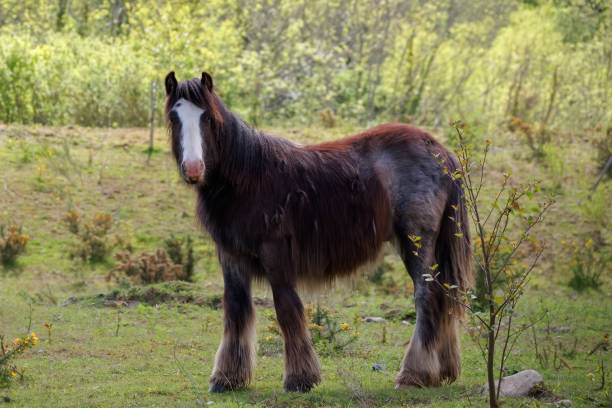 istock Irish cob stallion standing in a pasture 1464071766