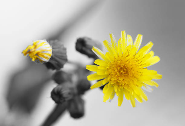 istock Dandelion flower on a monochrome background 1464072075