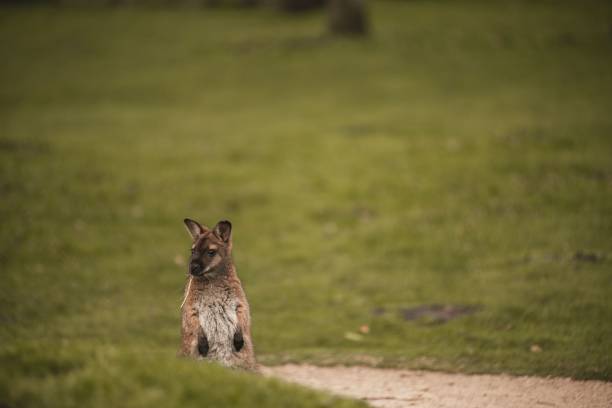 istock Red-necked bennett's wallaby standing in a green field with blur background 1464072149