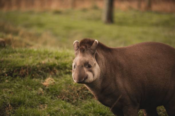 tapiro sudamericano in piedi sull'erba verde allo zoo con sfondo sfocato - tapiro foto e immagini stock