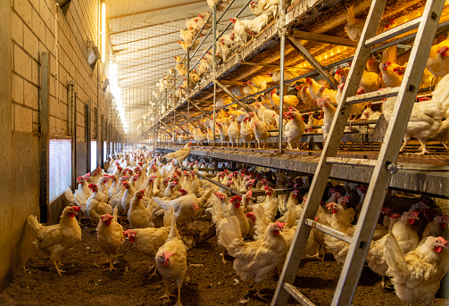 Interior of chicken farm with many white chickens