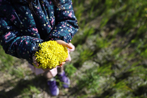 A woman's hand touches the yellow flowers in the rapeseed field. Spring flowering of the oilseed rape crop.