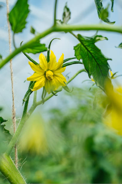 es una flor de color amarillo, en una rama, floreciendo de un tomate. plantas de tomate en flor. - tomato genetic modification biotechnology green fotografías e imágenes de stock