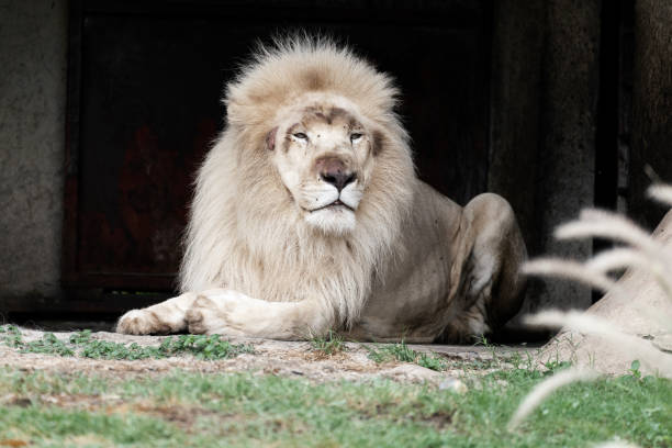 Portrait of a white male lion