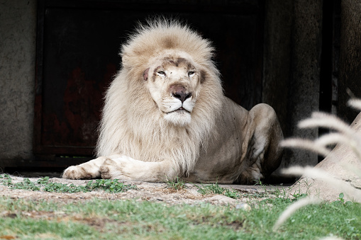 A beautiful rare white lion at a zoo