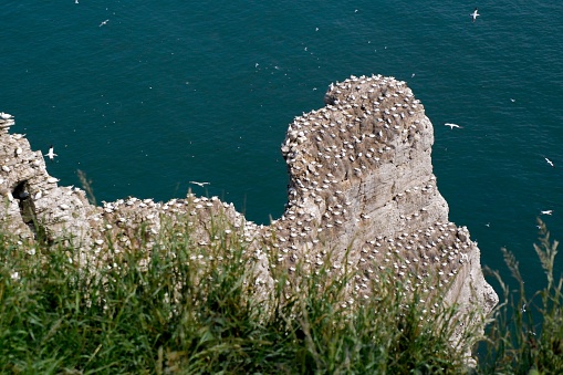A scenic view of Bempton Cliffs, UK, Gannet Colony