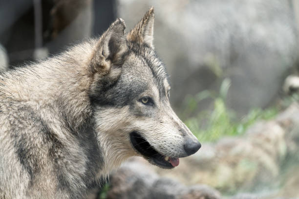 istock Closeup shot of a beautiful wolf in a forest 1464072496