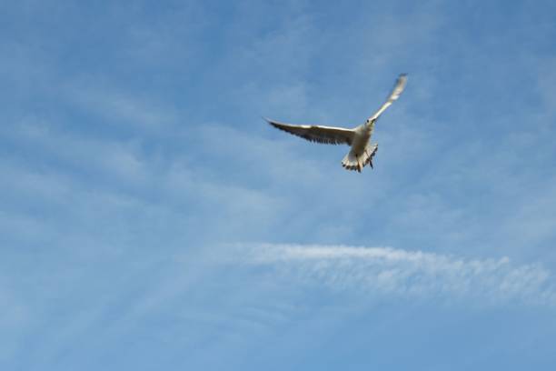 istock Common seagull flying in the blue sky on a sunny day 1464072952