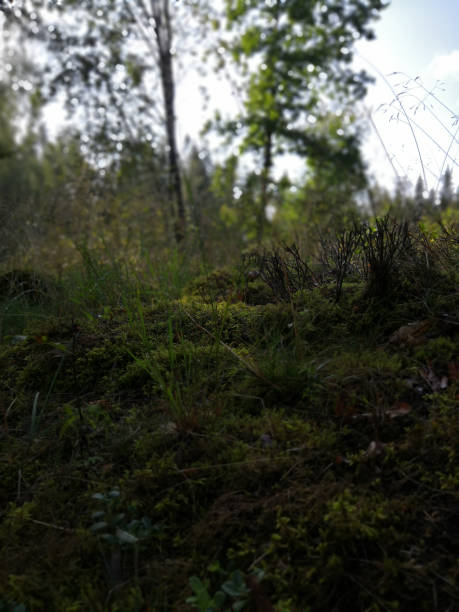 istock Vertical shot of lush green forest at sunset 1464073024