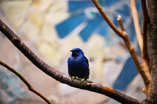 A closeup of an Azure tanager honeyeater (Cyanerpes lucidus) on a branch against blurred background
