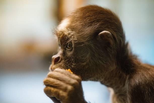 istock Closeup of a small monkey eating against blurred background 1464073130