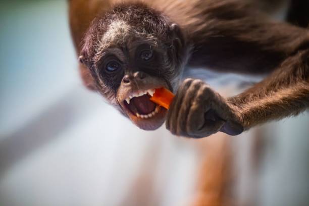 istock Closeup of a small monkey eating against blurred background 1464073139