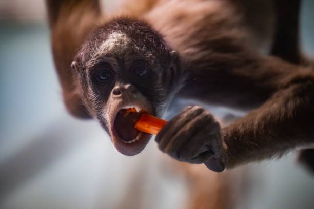 istock Closeup of a small monkey eating against blurred background 1464073148