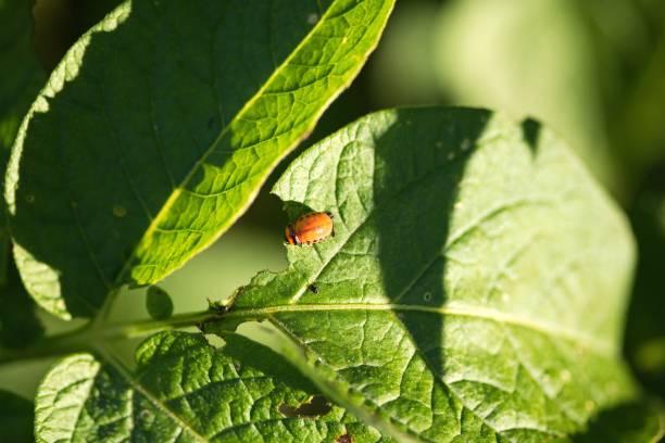 istock Closeup of little bug perching on plant leaf 1464074568