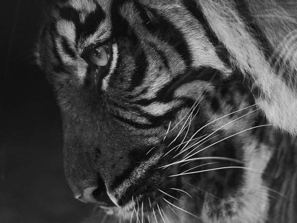 A grayscale shot of a tiger looking around