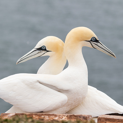 Two northern gannets on Heligoland with the North Sea in the background
