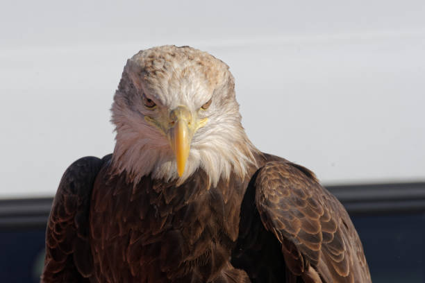 Close-up portrait of a white-headed American eagle with a green background, medieval market in Toro, Zamora, Spain.