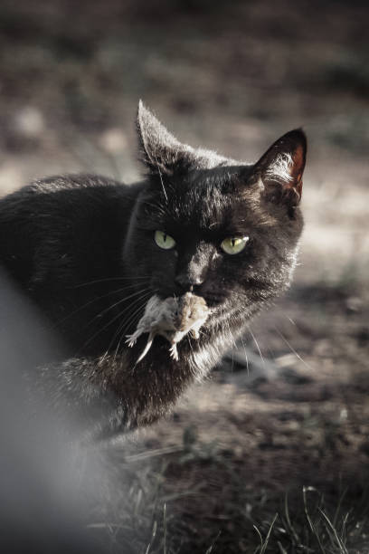 istock Black cat with a mouse in its mouth 1464076613